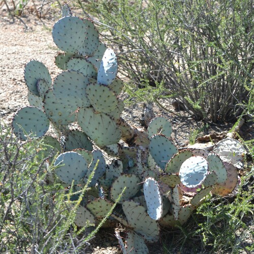 Image of Opuntia azurea by (c) Mauricio Calderón, some rights reserved (CC BY)