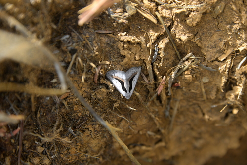 Adeixis baeckeae