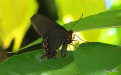 Parides bunichus