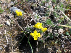 Draba corymbosa