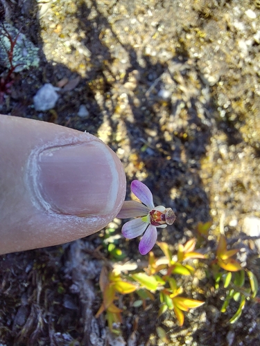Image of Caladenia pusilla by (c) Brendan Costello, some rights reserved (CC BY)