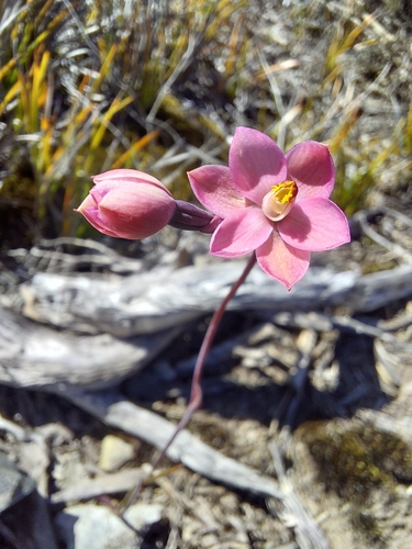 Image of Thelymitra rubra by (c) Brendan Costello, some rights reserved (CC BY)