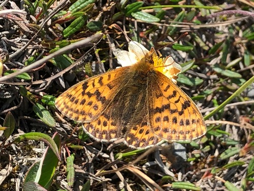 Polaris Fritillary photo 2