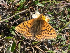 Boloria polaris