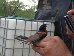 Icterus spurius