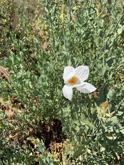 Romneya coulteri