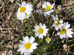 Chrysanthemum integrifolium