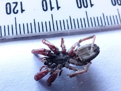 Lampona cylindrata