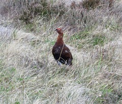 Lagopus lagopus scotica