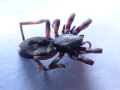 Lampona cylindrata