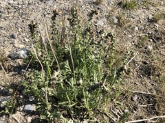 Artemisia arctica comata