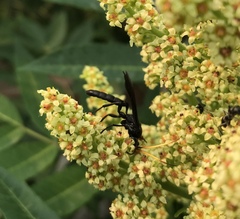 Ichneumon centrator