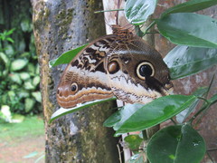 Caligo atreus