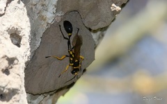 Sceliphron fistularium