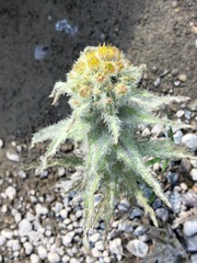 Tephroseris palustris