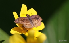 Theagenes dichrous