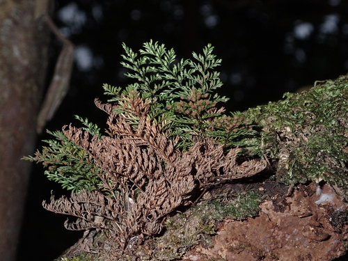 Adenophorus abietinus observed 2024-10-12