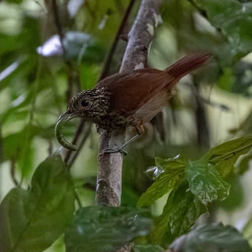 Black Antshrike (Thamnophilus nigriceps), photo 8