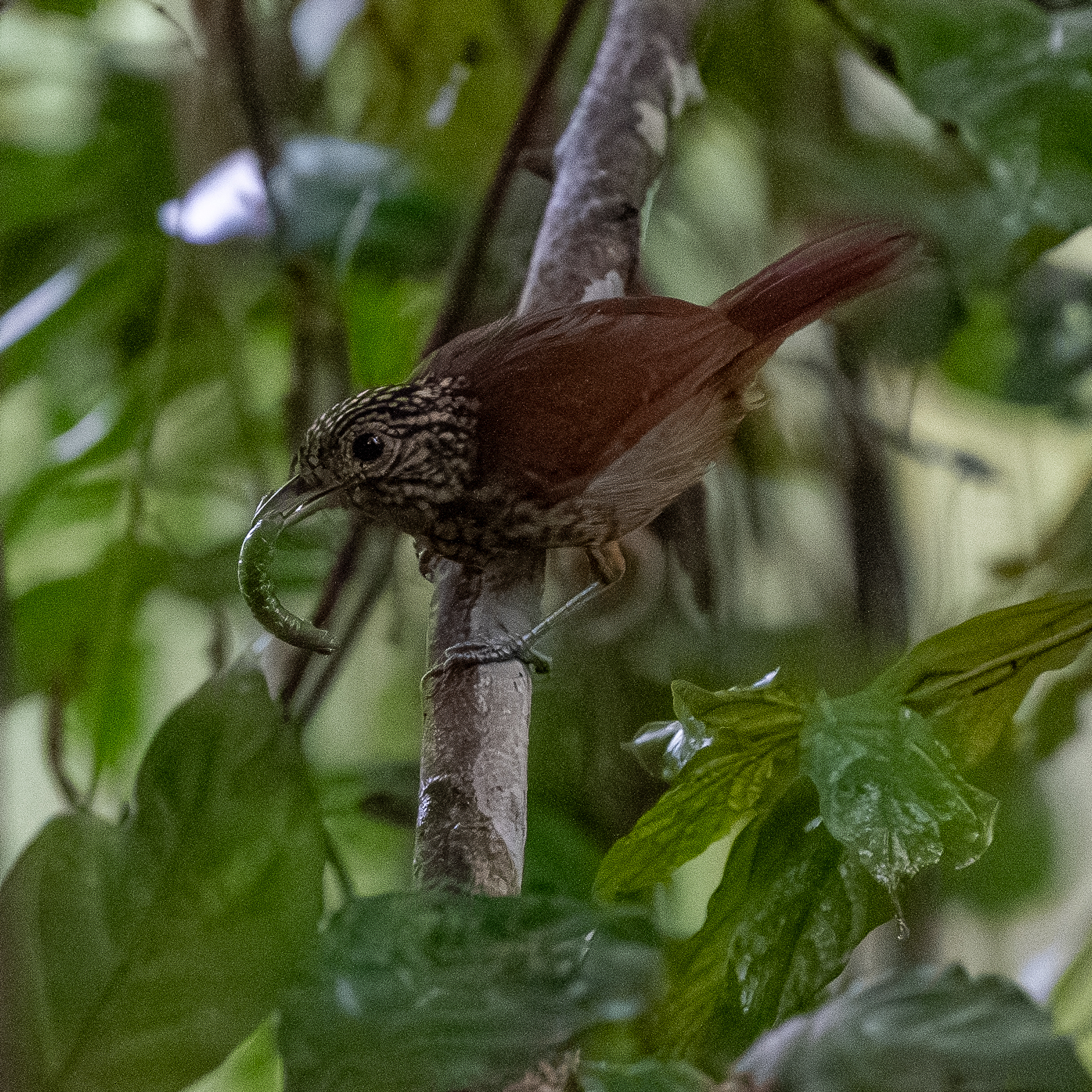 Black Antshrike (Thamnophilus nigriceps), photo 8
