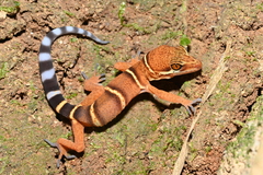 Wangshu Cave Gecko photo 2