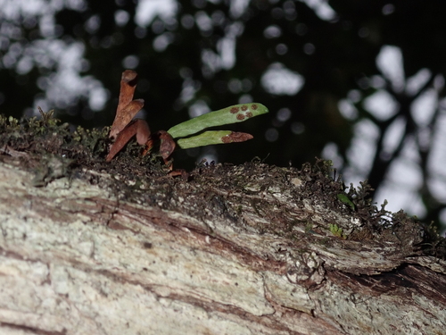 Adenophorus oahuensis observed 2024-10-12