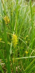 Carex vesicaria