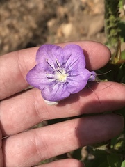 Phacelia grandiflora