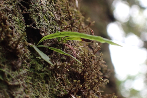 Adenophorus oahuensis