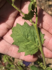 Phacelia grandiflora