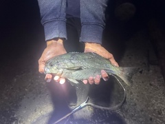 Barrelfish photo 3