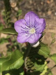 Phacelia grandiflora