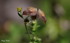 Theagenes dichrous