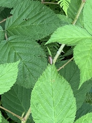 Ectobius lapponicus