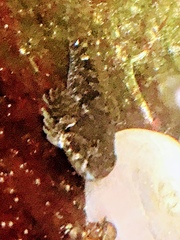 Oligocottus maculosus