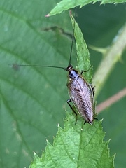 Ectobius lapponicus