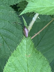 Ectobius lapponicus