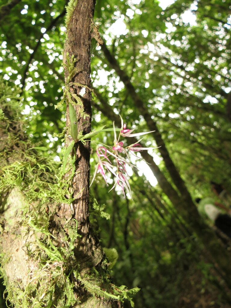 Macroclinium paniculatum