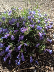 Penstemon crandallii