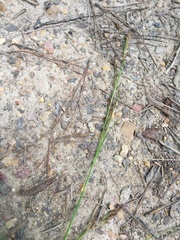 Rhynchospora inexpansa