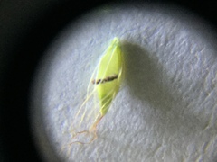 Rhynchospora inexpansa