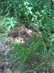 Rhynchospora glomerata glomerata