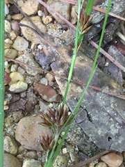 Rhynchospora glomerata glomerata