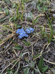 Eritrichium argenteum