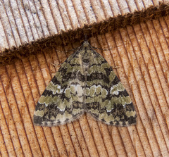 Hydriomena speciosata