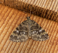 Hydriomena speciosata