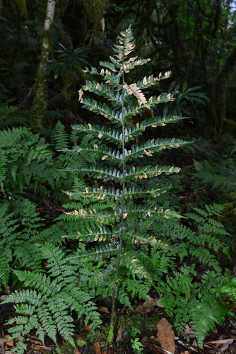 Polystichum grandifrons iNat (1)