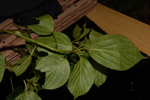 Scepocarpus hypselodendron
