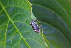 Eurydema lundbladi
