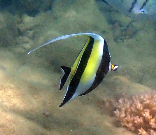 Moorish Idol