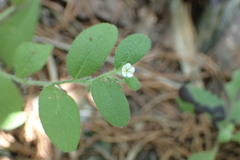 Lithospermum matamorense